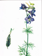 Pierre D'alouette - Désinfectant Oculaire Et Antiparasitaire - Plantes Médicinales