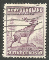 Terre Neuve Newfoundland Caribou Reindeer Renne (XCNF-138) - 1908-1947