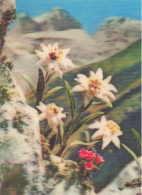 FLEURS - PLANTES - ARBRES - Edelweiss - Carte Postale Récente - Flowers