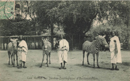 Paris * Les Gallas Au Jardin Zoologique D'acclimatation * Parc Animaux Zèbre - Parks, Gardens