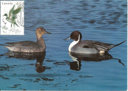 Carte Maximum - Oiseaux - Canada - Marreca Arrabio - Canard Pilet - Pintail - Anas Acuta - Maximumkaarten