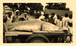 Pêche * Pêcheurs Et Prise D'un Requin * Afrique Noire Africa * Photo Ancienne 11.5x7.2cm - Fischerei