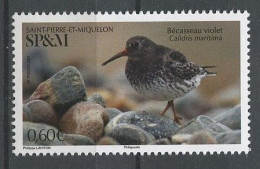 SPM Miquelon 2021 N° 1253 ** Neuf MNH Superbe Faune Oiseaux Birds Bécasseau Violet Calidris Maritima Animaux - Ongebruikt