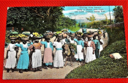 JAMAICA -  JAMAÏQUE   - Going To Market With Yams And Canes , Constant Spring Road - Jamaica