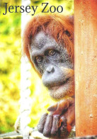 MONKEY * ORANGUTAN * JERSEY ZOO * DURRELL WILDLIFE PARK * GERALD DURRELL * Postcard 01 * Jersey - Singes