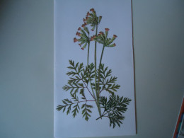 GREETING  POSTCARDS  FLOWERS PLANTS - Saluti Da.../ Gruss Aus...