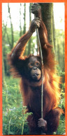 Cartonnette Chocolat Nestlé Merveilles Du Monde 463 L'ORANG OUTANG  Animaux - Schokolade