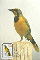 Carte Maximum - Oiseaux - SWA Namibie - Gladiateur Bacbakiri - Bokmakierie - Telophorus Zeylonus - Africa (Other)