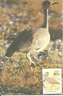 Carte Maximum - Oiseaux - SWA Namibie - Abetarda Rüppell - Outarde De Rüppell - Rüppell's Korhaan - Eupodotis Rueppellii - Africa (Other)