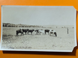 PHOTO Vers 1900 ETATS UNIS MISSOURI VILLE  PANE VALLEY  Même Lot Que 1914152532 VACHE CHEVAL - Autres & Non Classés