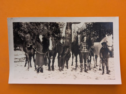 PHOTO Vers 1900 ETATS UNIS MISSOURI VILLE MILLS ?   Même Lot Que 1914152532 CHEVAL PONEY - Autres & Non Classés