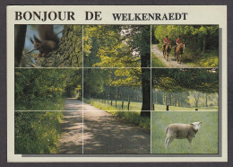 105475/ WELKENRAEDT, Bonjour De - Welkenraedt