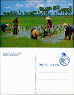 Thailand Cultivation  The Rice In Thailand/Thailand Berufe  Landwirtschaft 1975 - Farmers
