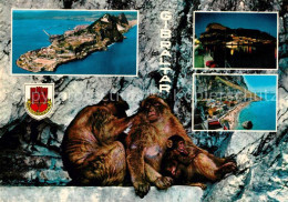 43373840 Gibraltar Stadtansichten Affen Gibraltar - Gibraltar