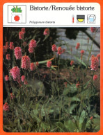 BISTORTE RENOUEE BISTORTE  Fleurs Fleur Plante Médicinale Fiche Illustrée Documentée - Altri & Non Classificati