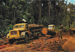 IMAGES DU GABON - Chantier Forestier - Gabon