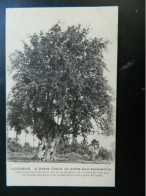 LUCHEUX                    L'ARBRE CREUX OU ARBRE AUX EPOUSAILLES - Lucheux