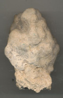 Fossile De Polypier Marin 55 Millions D'années France - Fossiles