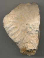 Fossiles De Polypier Marin Sur Géode Quartz 55 Millions D'années France - Fossils