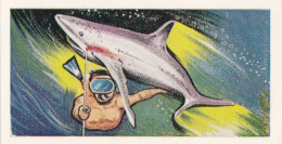 3 Sharks Tigers Of The Deep - Underwater Adventure 1966 - Anglo American Gum - Trade Card - Wills