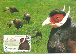 Carte Maximum - Oiseaux - Chine - Faisão - Hokki Brun - Brown Eared Pheasant - Crossoptilon Mantchuricum - Cartoline Maximum