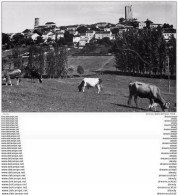 Photo Cpsm Cpm 46 MONTCUQ 1961 Village Et Vaches - Montcuq