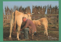 Traite De La Vache, Veau Et Sa Mère Photos Francis Debaisieux - Taureaux