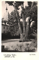 MILLSTATT, 1000 YEAR OLD LINDEN TREE, ARCHITECTURE, AUSTRIA - Millstatt