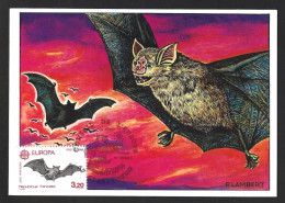 Bat. Little Rhinolophe, Rhinolopus Hipposideros. Triple Maximum Postcard. Schläger. Knuppel. Chauve Souris. Petit Rhinol - Murciélagos