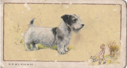 5 Sealeyham Terrier   - Dogs 1938 -  Gallahers Cigarettes - Original - - Gallaher