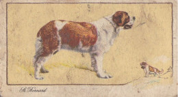 22 St Bernard  - Dogs 1938 -  Gallahers Cigarettes - Original - - Gallaher