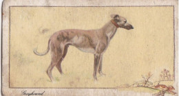 8 The Greyhound  - Dogs 1938 -  Gallahers Cigarettes - Original - - Gallaher