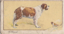 22 St Bernard  - Dogs 1938 -  Gallahers Cigarettes - Original - - Gallaher