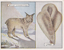 11 Lynx - Animals & Their Furs 1929 -  Wills Cigarettes - Original - L Size - - Wills