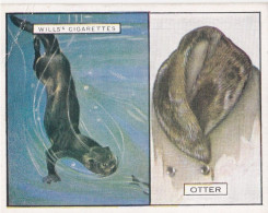 17 Sea Otter - Animals & Their Furs 1929 -  Wills Cigarettes - Original - L Size - - Wills