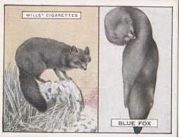 7 Blue Fox - Animals & Their Furs 1929 -  Wills Cigarettes - Original - L Size - - Wills