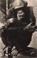 ANIMAL - Chimpanzé - Singe - Cartes Postales Ancienne - Apen