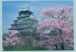 OSAKA Castle Surrounded By Cherry-Trees In Full Bloom - OSAKA City - Osaka