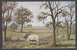 115176/ SAN ANTONIO, H.R. Hicks Ranch, *His Majesty*, Bull Brahman, Artist John Cupper Of San Antonio - San Antonio