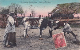 Taureaux Republica Argentina Campo Tambo 1913 Fumagalli 685 Thimister Clermont Belgique - Bull