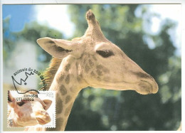 GIRAFE Animaux Du Zoo De Lisbonne 2001 Carte Maximum Portugal GIRAFFE Lisbon Zoo Animals 2001 Maximum Card - Giraffen