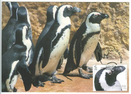 Manchot Du Cap Pingouin Animaux Zoo Lisbonne 2001 Carte Maximum Portugal Black-footed Penguin Lisbon Zoo Maxicard - Pinguine