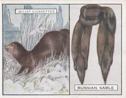 20 Russian Sable - Animals & Their Furs 1929 -  Wills Cigarettes - Original - L Size - - Wills