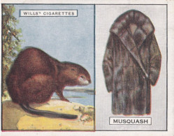 15 Musquash - Animals & Their Furs 1929 -  Wills Cigarettes - Original - L Size - - Wills