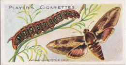 16 Spurge Hawk Moth  - Butterflies & Moths 1904 - Players Cigarette Card - Original - Antique - Player's