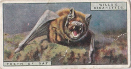 3 Teeth Of A Bat - Life In The Tree Tops 1925 - Wills Cigarette Card - Wills