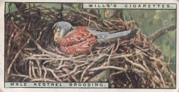 27 Male Kestrel Brooding - Life In The Tree Tops 1925 - Wills Cigarette Card - Wills