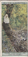 38 Young Lap Eared Owl, Leaving Home. - Life In The Tree Tops 1925 - Wills Cigarette Card - Wills