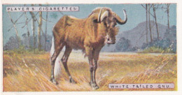 Natural History 1923. - 21 White Tailed Gnu - Players Cigarette Card - Player's