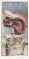 Animals Of The Countryside.1939 - 34 Red Squirrel - Players Cigarette Card - Player's